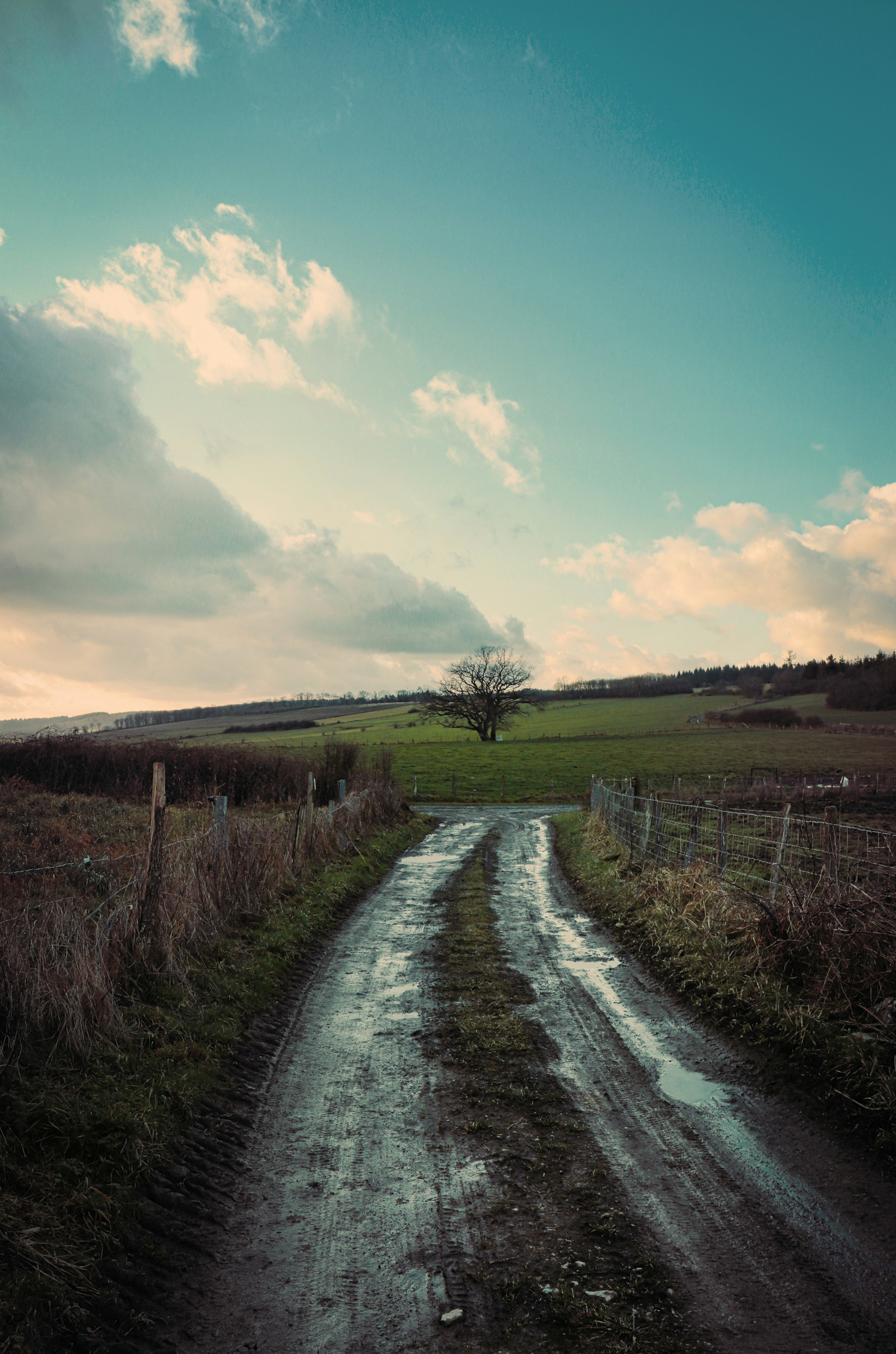 Mindfulness and Ikigai